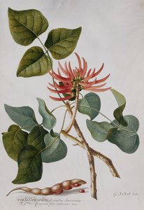 Coral Tree (lápis e aquarela) de Georg Dionysius Ehret