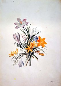 Bando de açafrão de Georg Dionysius Ehret