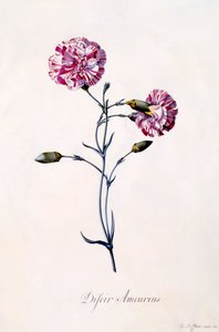 Cravos Difor Amourius, c. 1745 gravura colorida à mão. de "Georg Dionysius Ehret