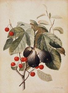 Figos e cerejas, 1747 de Georg Dionysius Ehret