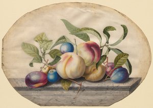 Arranjo de frutas: pêssegos e prumos sobre uma laje de mármore, 1742. de Georg Dionysius Ehret