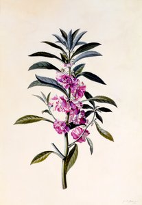 Garden Balsam Impatiens Balsamina, c. 1746 gravura colorida à mão.