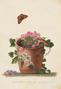 Hepatica trifolia (Nobilis), 1745 (guache sobre velino) de Georg Dionysius Ehret