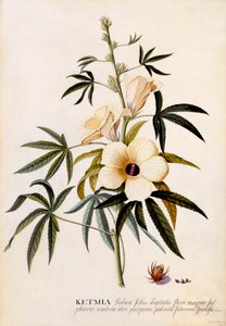 Ketmia, c. 1742 gravura colorida à mão. de "Georg Dionysius Ehret