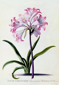 Lilio Narcissus, c. 1744 gravura colorida à mão.