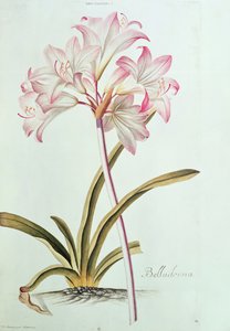 Lily: Lily beladona (pl.12) do jardim de Trew Nitidissumus 1, 1750