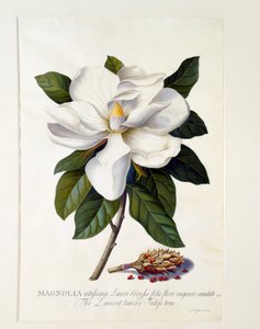 Magnólia Grandiflora, c. 1743 gravura colorida à mão.