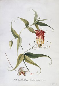 Methonica, de Georg Dionysius Ehret