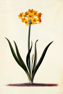 Narciso, c. 1745 gravura colorida à mão. de "Georg Dionysius Ehret