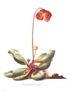 PD.117-1973.f23 Sarracenia purpurea (planta Pitcher) 1764 (aquarela e guache em velino) de Georg Dionysius Ehret