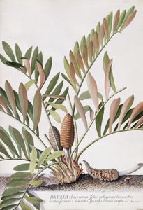 Palma Americana, de Georg Dionysius Ehret