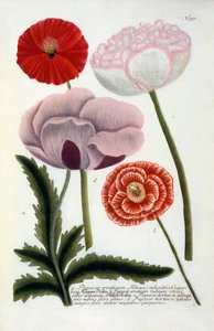 Papaver, 1737 gravura colorida à mão.