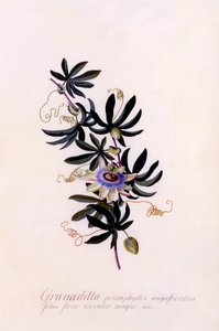 Passiflora Granadilla, c. 1745 gravura colorida à mão. de "Georg Dionysius Ehret