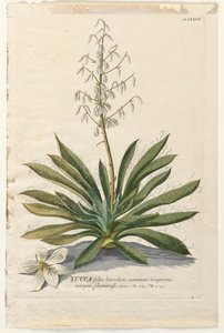 Selecionar plantas: Não. 37 - mandioca. de Georg Dionysius Ehret