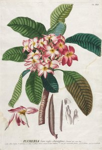 Selecionar plantas: Não. 41. de Georg Dionysius Ehret