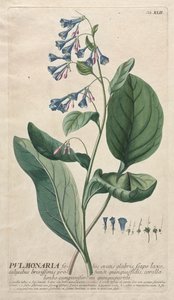 Selecionar plantas: Não. 42 - pulmonaria. de Georg Dionysius Ehret