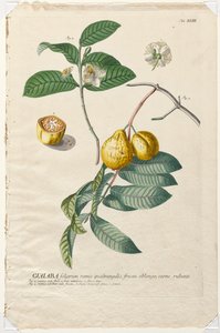 Selecionar plantas: Não. 43 - Guaiaba. de Georg Dionysius Ehret