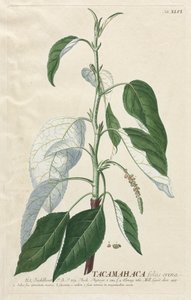 Selecionar plantas: Não. 46 - Tacamahaca. de Georg Dionysius Ehret