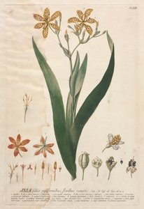 Selecionar plantas: Não. 52 - Ixia. de Georg Dionysius Ehret