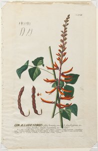 Selecionar plantas: Não. 58 - Corallodendron. de Georg Dionysius Ehret