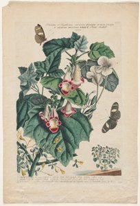 plantas raras e borboletas: Martyn, 1748.