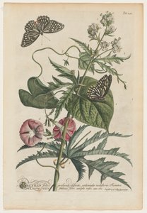plantas e borboletas rara No. 7, 1748.