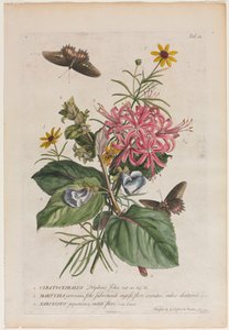 plantas e borboletas rara No. 9, 1749. de Georg Dionysius Ehret