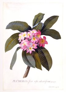 Plumeria, c 1744 gravura colorida à mão.