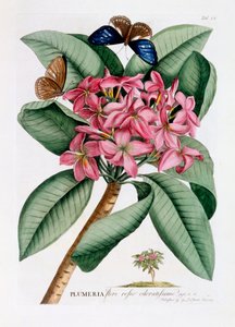 Plumeria, c. 1749 gravura colorida à mão .