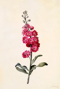 Estoque Matthiola Incana, c. 1746 gravura colorida à mão. de "Georg Dionysius Ehret