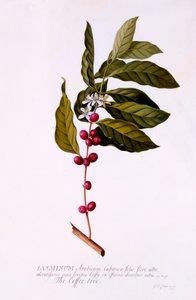 A Árvore do Café, c. 1743 gravura colorida à mão.