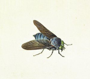 A mosca do cavalo, do século XVIII de Georg Dionysius Ehret
