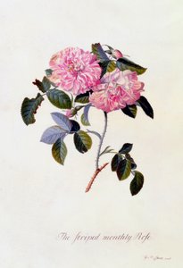 A Rose Mensal Riscada, c. 1745 gravura colorida à mão.