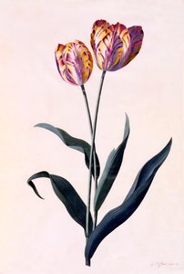 Tulipa, c. 1744 gravura colorida à mão. de "Georg Dionysius Ehret