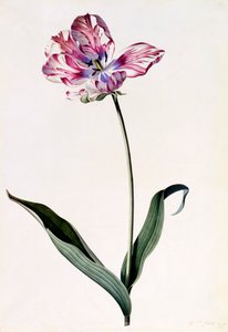Tulipa, c. 1745 gravura colorida à mão.