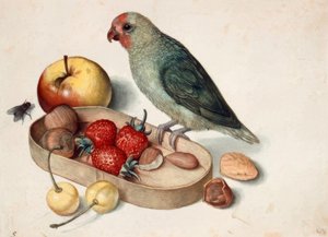Natureza morta com papagaio-anão