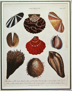 Bivalves, placa XV de "G. W. Knorr