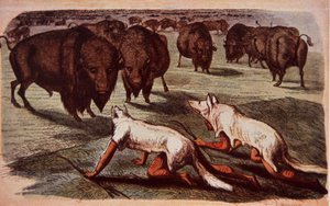 Índios das planícies da América do Norte rastejam em búfalos pastando enquanto usam peles de lobo, c.1840 (cor litho) de George (after) Catlin