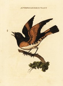 Redstart americano, Setophaga ruticilla de George (after) Edwards