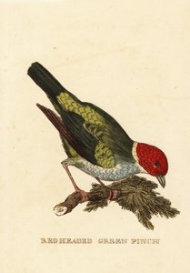 Tanager de cabeça de baía, girola de Tangara