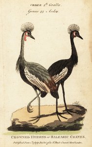 Guindaste com coroa preta, Balearica pavonina