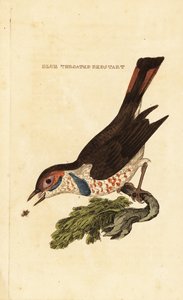 Bluethroat, Luscinia svecica de George (after) Edwards