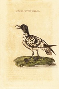Cabo Petrel, Daption capense de George (after) Edwards