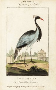 Demoiselle ou Numidian crane, Grus virgo