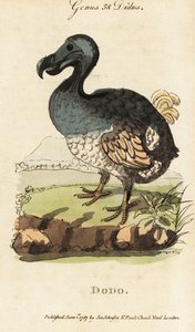Dodô extinto, Raphus cucullatus (Didus ineptus)