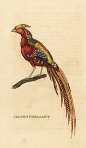 Faisão dourado, Chrysolophus pictus