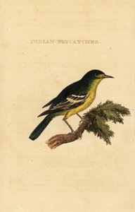 Apanhador de moscas com costas verdes, Ficedula elisae de George (after) Edwards