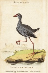 Pântano de cabeça cinzenta, Porphyrio poliocephalus de George (after) Edwards