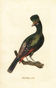 Guiné turaco ou turaco verde, Tauraco persa
