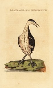 Greba de cornos, jovem, Podiceps auritus de George (after) Edwards